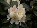 Rhododendron Ehrengold IMG_6589 Różanecznik
